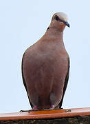 Red-eyed Dove