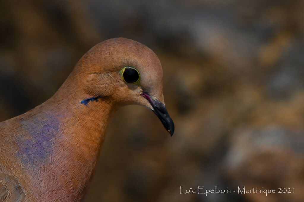 Zenaida Dove