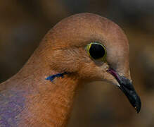 Zenaida Dove