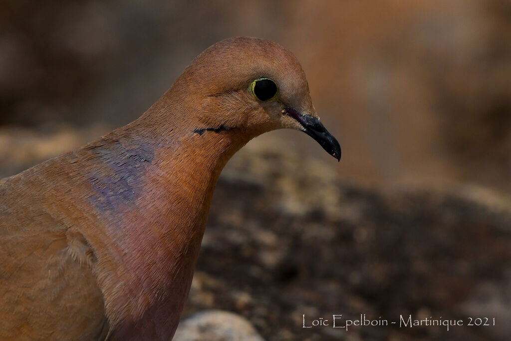 Zenaida Dove