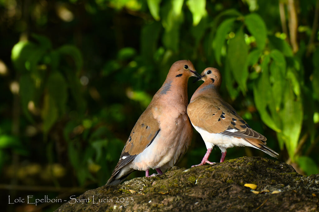 Zenaida Dove