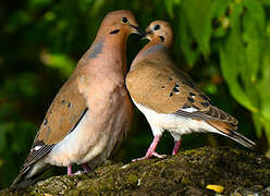 Zenaida Dove