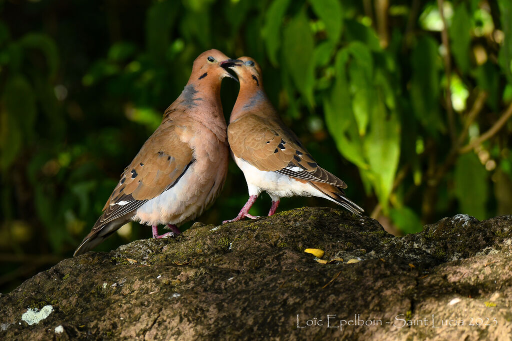 Zenaida Dove