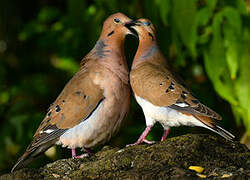 Zenaida Dove