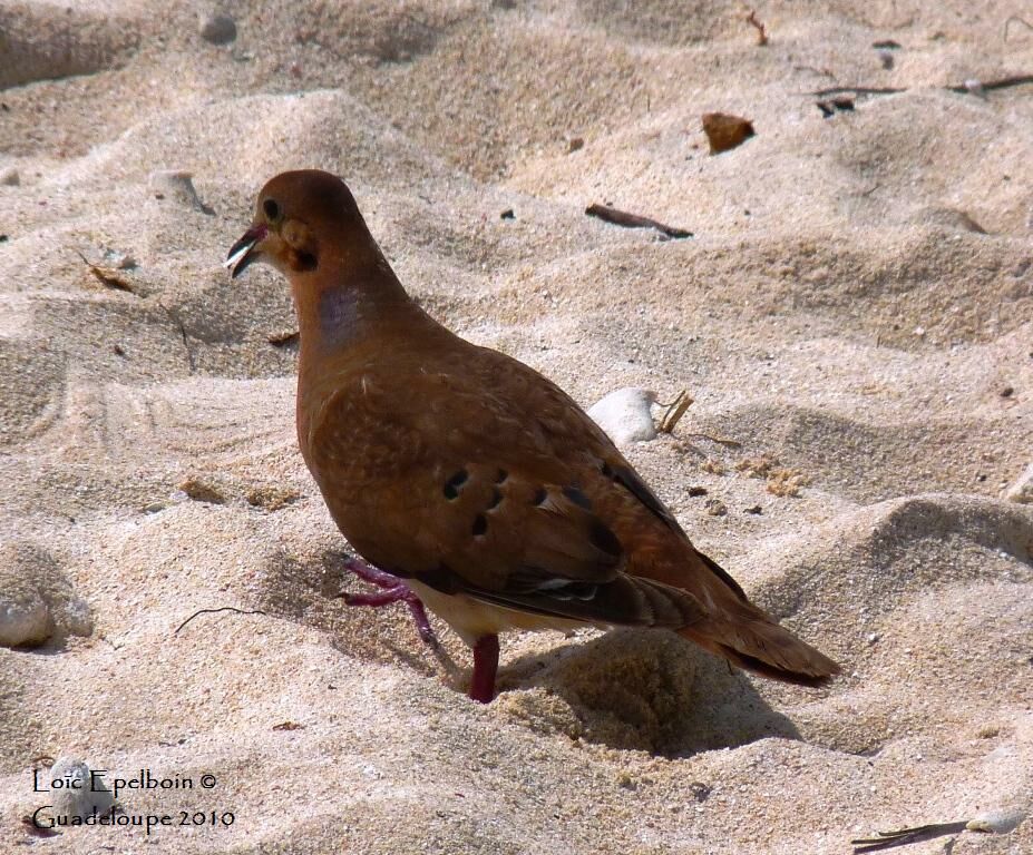 Zenaida Dove