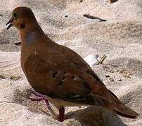 Zenaida Dove