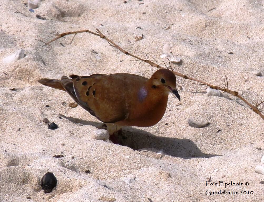 Zenaida Dove