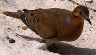 Zenaida Dove