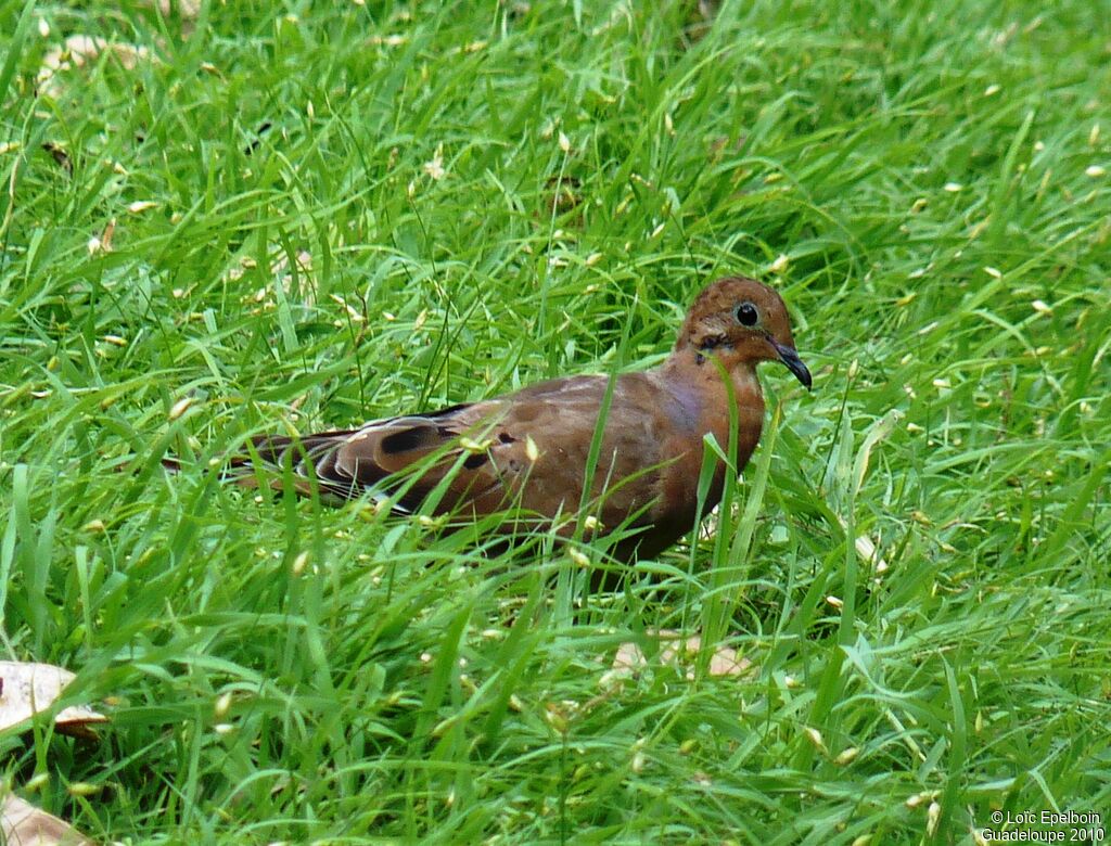 Zenaida Dove