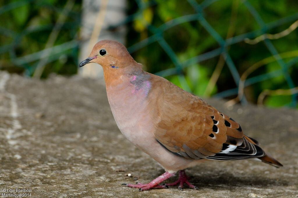 Zenaida Dove