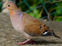 Zenaida Dove