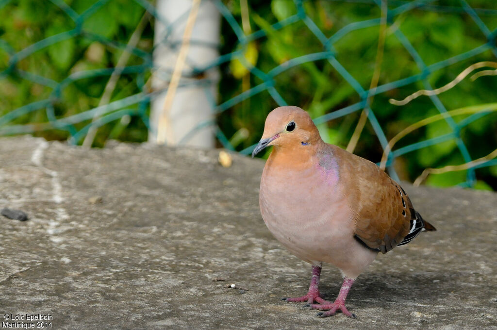 Zenaida Dove