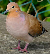 Zenaida Dove