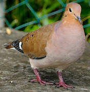 Zenaida Dove