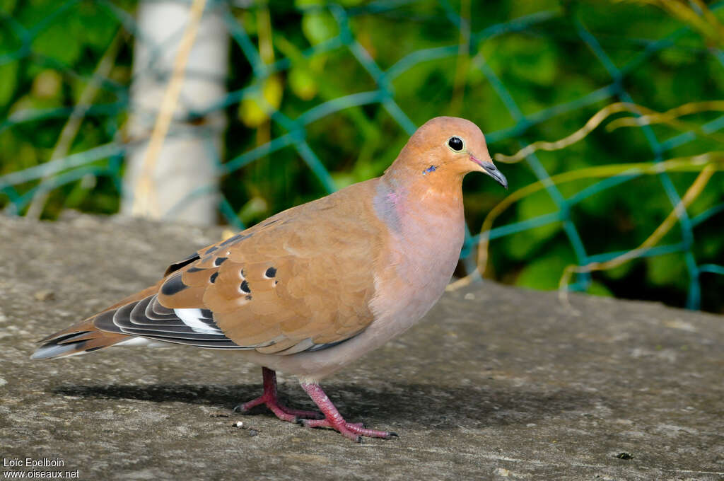 Zenaida Doveadult, identification