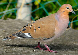 Zenaida Dove