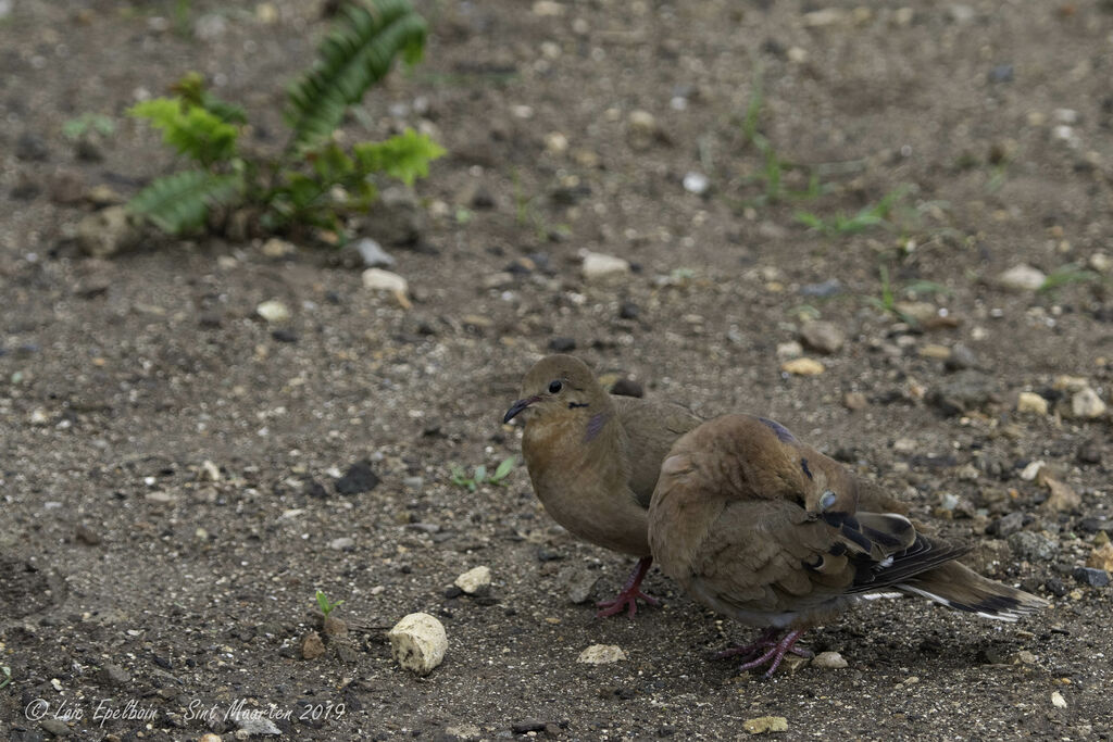 Zenaida Dove