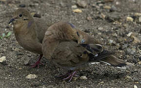 Zenaida Dove