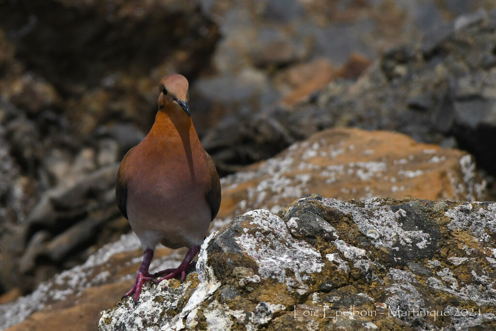 Zenaida Dove