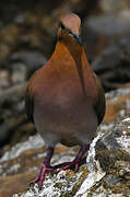 Zenaida Dove