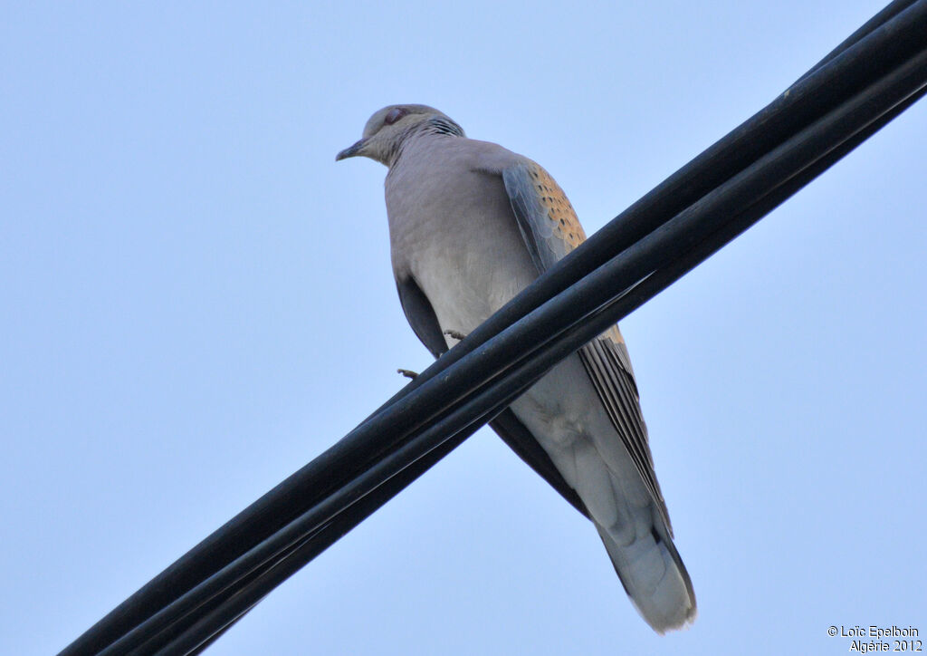 European Turtle Dove