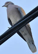 European Turtle Dove