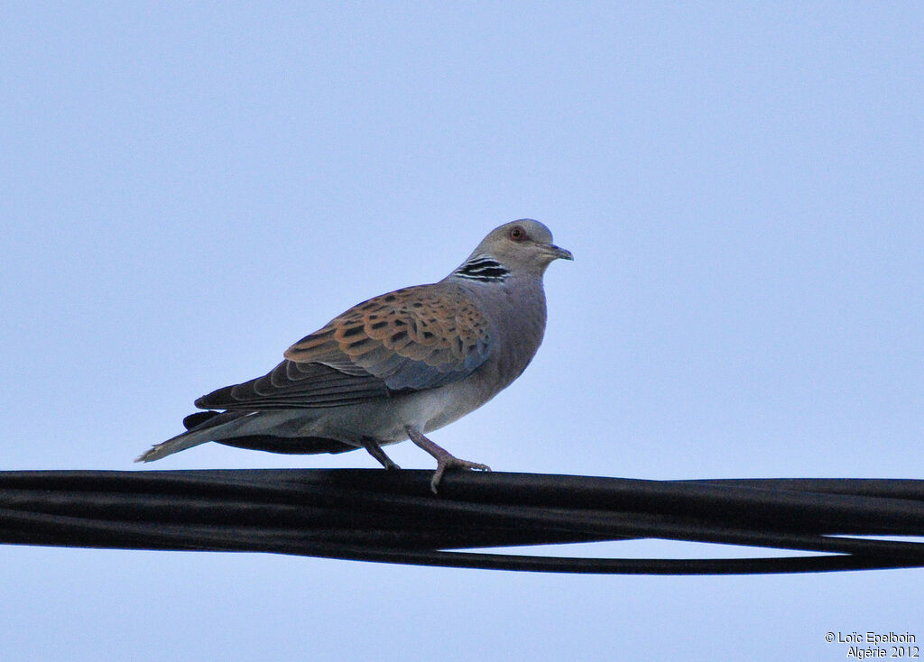 European Turtle Dove