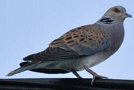 European Turtle Dove