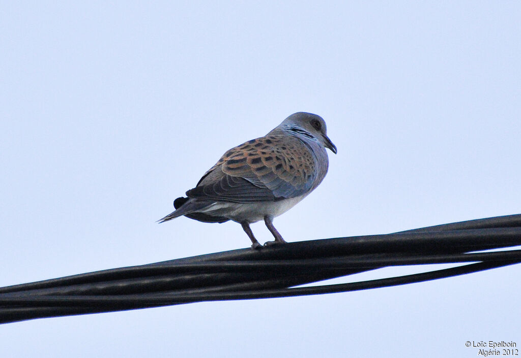 European Turtle Dove