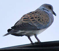 European Turtle Dove