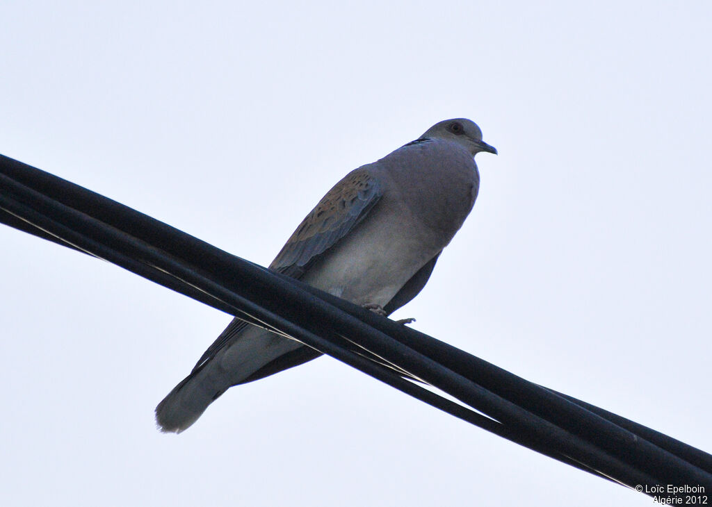 European Turtle Dove