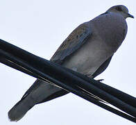 European Turtle Dove