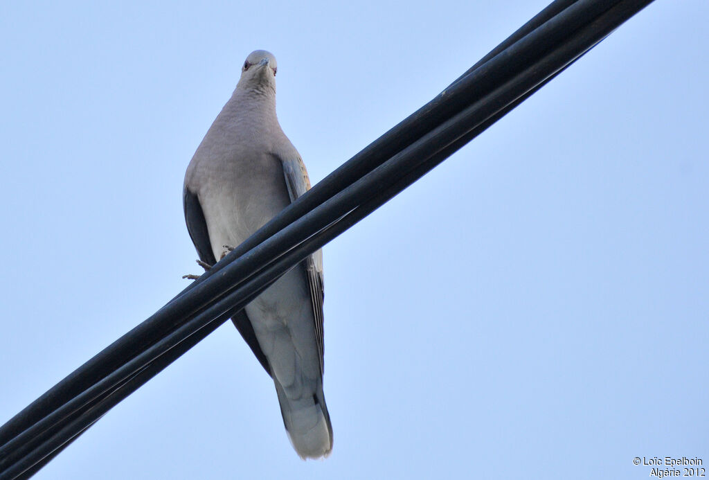 European Turtle Dove