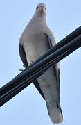 European Turtle Dove