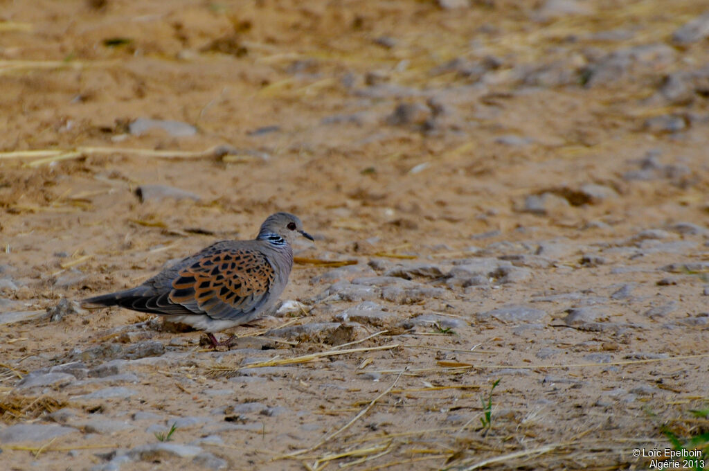 European Turtle Dove