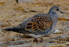 European Turtle Dove