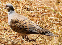 European Turtle Dove