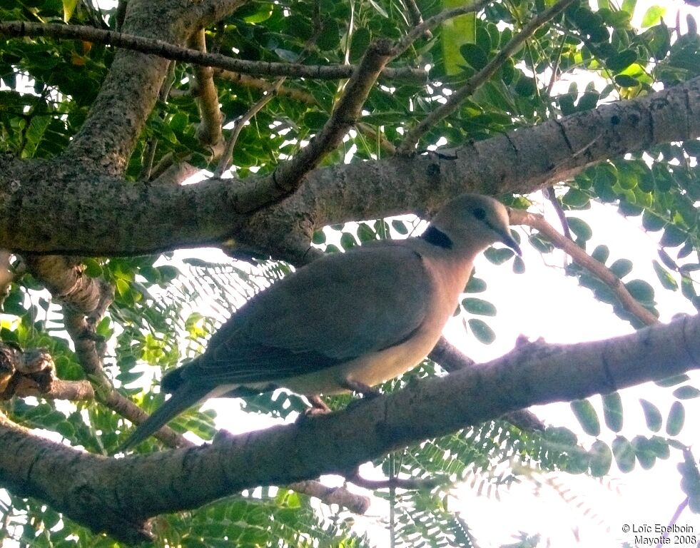 Ring-necked Dove