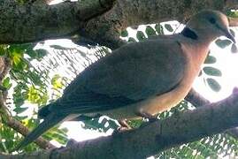 Ring-necked Dove