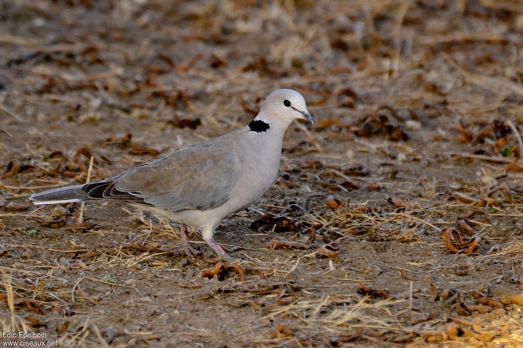 Tourterelle du Capadulte, identification