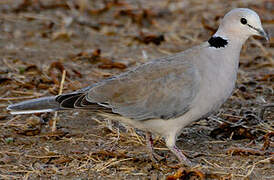 Ring-necked Dove