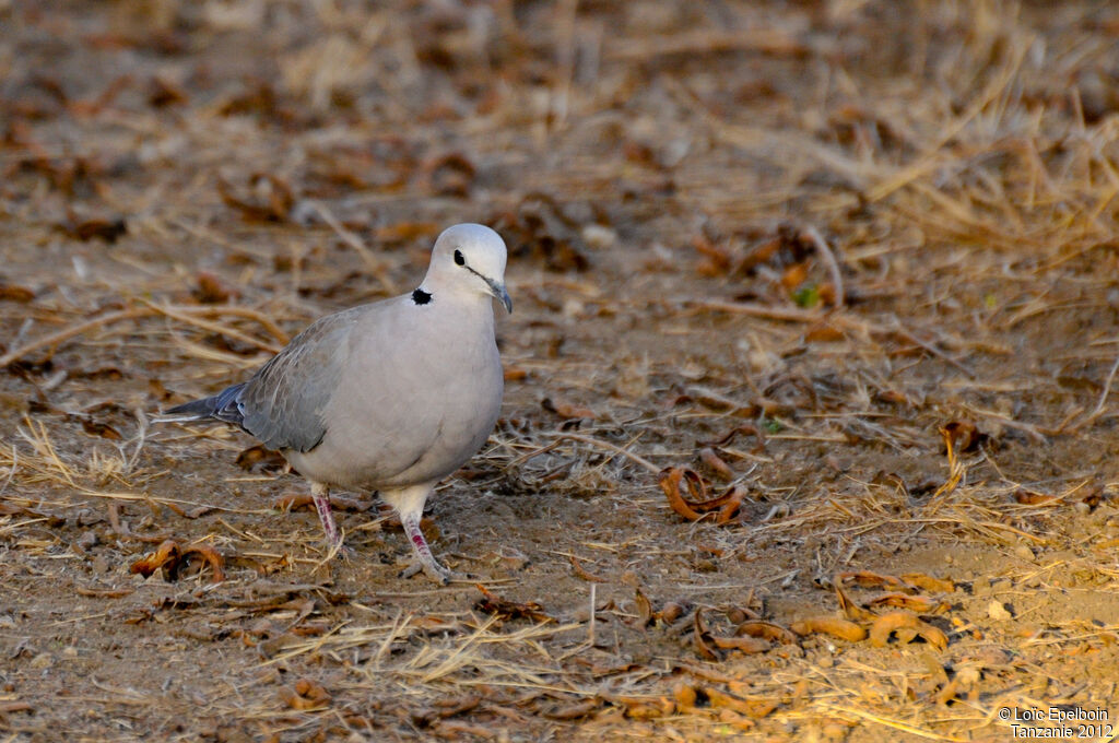 Ring-necked Dove