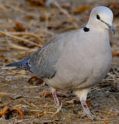 Ring-necked Dove