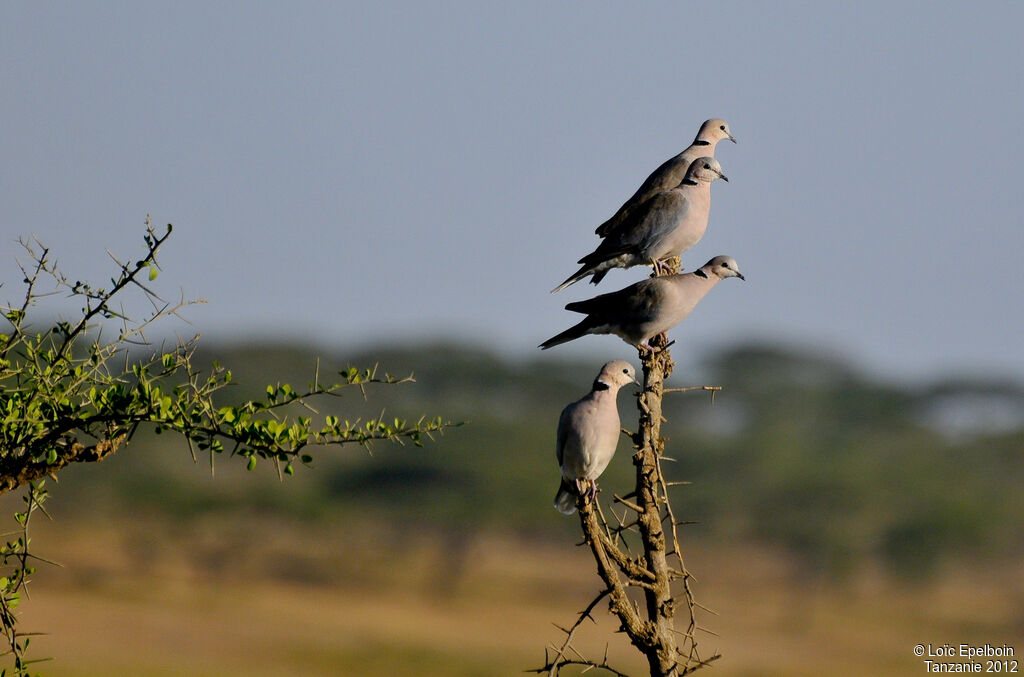 Ring-necked Dove