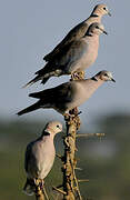 Ring-necked Dove