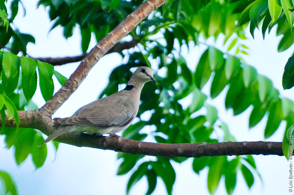 Ring-necked Dove