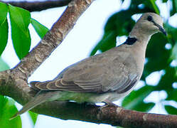 Ring-necked Dove