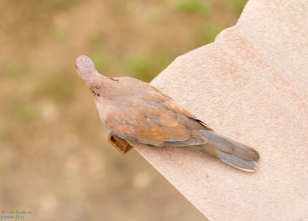 Laughing Dove