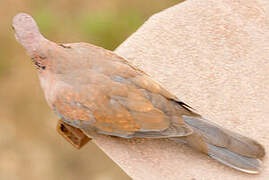 Laughing Dove