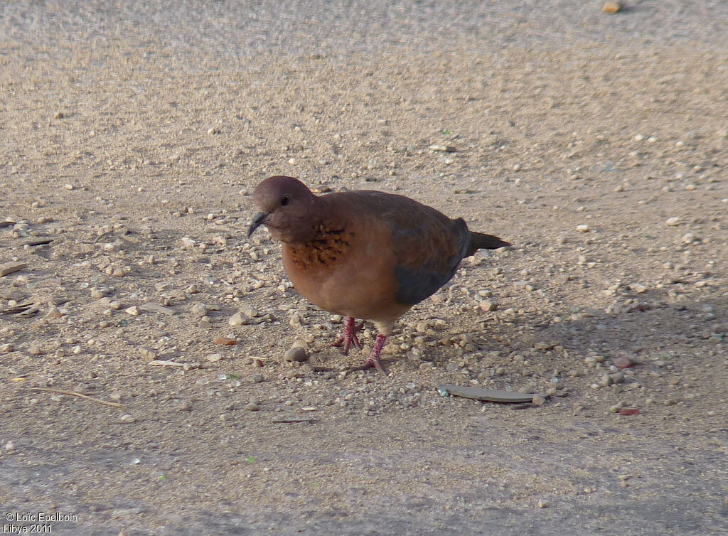 Laughing Dove